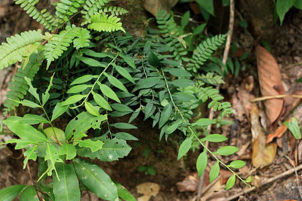 Потос Керра (Pothos kerrii) - миниатюрная тропическая лианка, которая прекрасно подойдет для оформления влажного террариума или палюдариума. Различить в лиане потос очень легко, эти растения имеют плоские листовидные черешки. А вот уточнение до вида без соцветия - занятие крайне трудное.