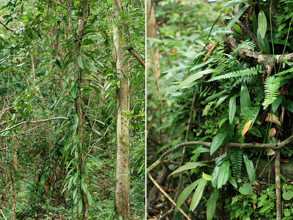 Рафидофора бороздчатая (Rhaphidophora sulcata) относится к гонконгской группе рафидофор (Hongkongensis Group). Растение обращает на себя внимание лишь при первой встрече, в дальнейшем сливается с общей зеленой массой леса.