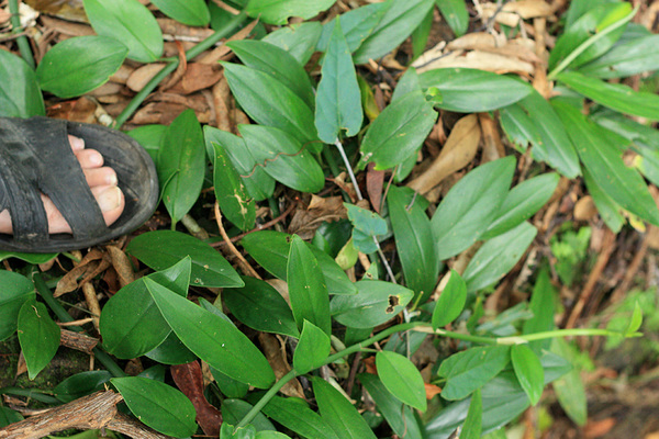 Рафидофора бороздчатая (Rhaphidophora sulcata) оплетает не только деревья, но и землю на открытых участках.