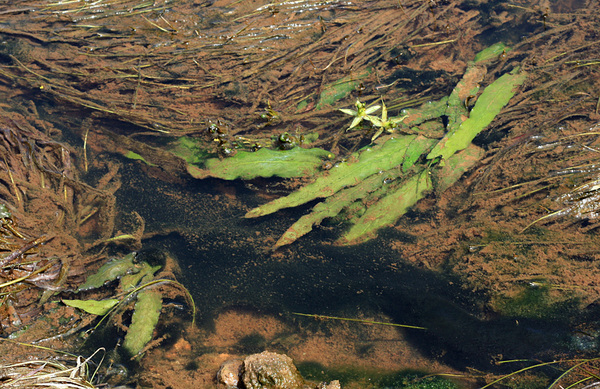 На течении среди бликсы барклайя (Barclaya longifolia) имеет более скромные размеры нежели в стоячей воде.