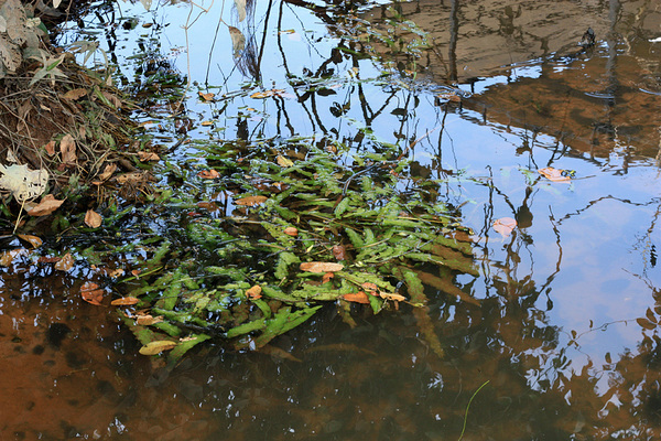 В прибрежных заводях, спрячась от сильного течения барклая длиннолистная (Barclaya longifolia) образует крупные плавающие листья.