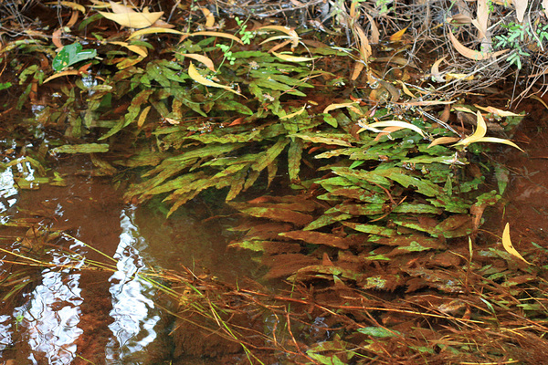 Барклайя длиннолистная (Barclaya longifolia) выстилает плотным ковром все русло ручья. Остров Фукуок (Вьетнам).