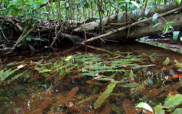 Чем больше глубина участка реки, тем крупнее вырастает барклайя длиннолистная (Barclaya longifolia). Растение завораживает своей естественной красотой, что покидать его биотопы каждый раз было очень трудно.  Phu Quoc National Park.