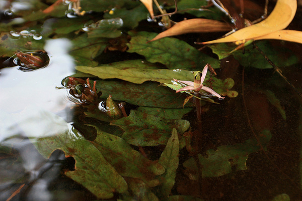Барклайя длиннолистная (Barclaya longifolia) в ручье на острове Фукуок (Phu Quoc). Пучки ланцетных листьев, раскачивающиеся в быстротекущем потоке воды, напоминают языки пламени.