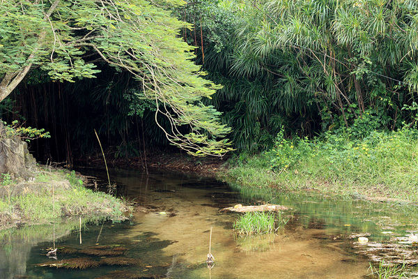 Общий вид на речку, в верховьях которой находится водопад Suoi Tranh Waterfall. На открытых солнцу участках растет бликса Обера (Blyxa aubertii), а в тени деревьев - Барклайя длиннолистная (Barclaya longifolia).
