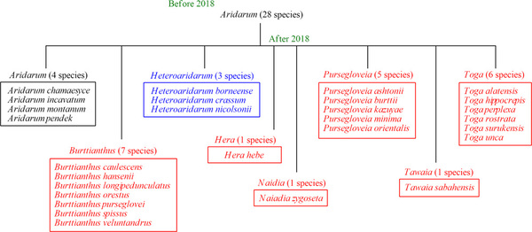 Диаграмма распада рода Аридарум (Aridarum). После 2018 года в составе рода осталось лишь 4 вида, а другие растения были перенесены в другие таксоны. В частности, было образовано 6 новых родов (выделено красным цветом), а также утвержден валидный статус роду Heteroaridarum (выделено синим цветом).