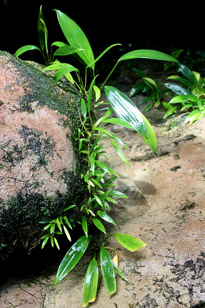 Гетероаридарум Николсона (Heteroaridarum nicolsonii) на кмнях в национальном парке Бако в штате Саравак. Ранее растение входило в состав рода Аридарум (Aridarum).