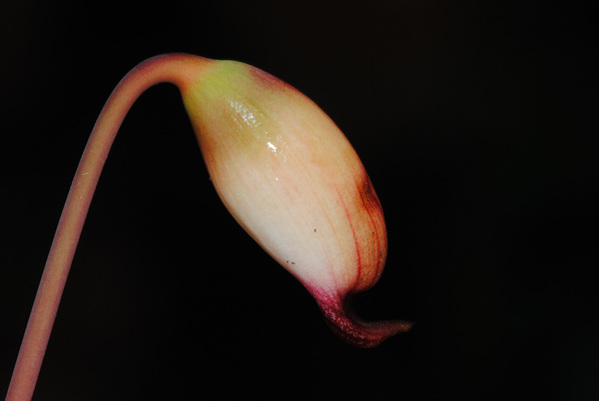 Соцветие хоттарума усеченного (Hottarum truncatum). Автор фотографии Peter C. Boyce.