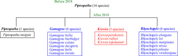 Расщепление рода Пиптоспата (Piptospatha). В 2018 году из него был сформирован новый род Кевия (Keiwia), а также возвращена валидность родам Гамогина (Gamogyne) и Ринхопила (Rhynchopyle).