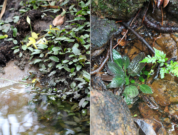 Уроженцы острова Шри Ланка: слева - криптокорина Вендта (Cryptocoryne wendtii) - обитает в речках с умеренным течением и жесткой водой, подходит для аквариума; справа -  криптокорина Твейтса (Cryptocoryne thwaitesii) - растет во временных горных ручьях с дождевой водой, является сложной для культивирования в аквариуме.