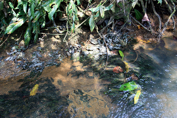 Криптокорина родственная (Cryptocoryne affinis) в естественной среде обитания на Маллакском полуострове (река Коян, Sungai Koyan). На этом снимке можно видеть одновременно растения в надводной и подводной культурах.