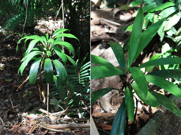 Кордилина прямая (Cordyline stricta) способна достигать высоты в 5 метров. Благодаря своему внешнему облику получила название "узколистной пальмовой лилии" (Narrow-leaved Palm Lily). Эндемик Австралии.