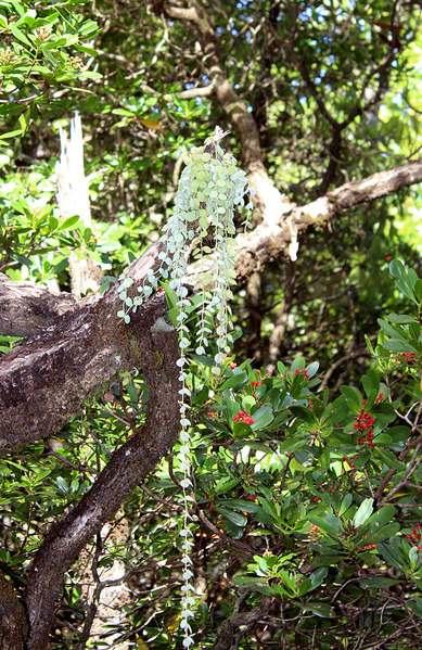 Дисхидия нуммалария (Dischidia nummularia). "Мангровое собрание" эпифитов в Национальном парке Дейнтри не ограничивается одними орхидеями. Есть тут место под австралийским солнцем и представителям семейства Кутровые (Apocynaceae).