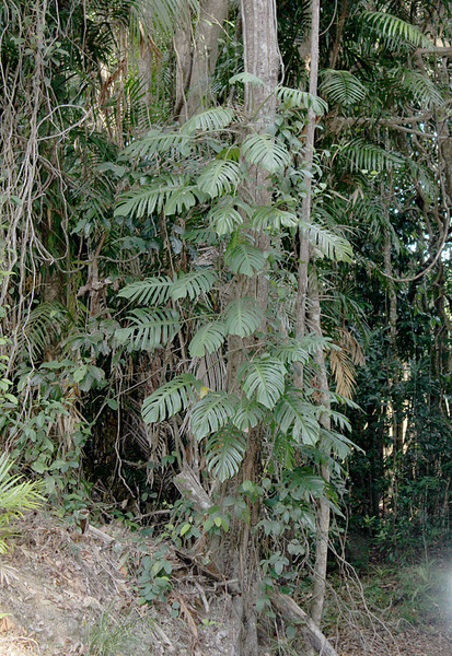 Эпипремнум перистый (Epipremnum pinnatum) - еще одна крупная лиана из семейства Ароидные (Araceae). Широко распространен по всем тропическим регионам Юго-Восточно Азии.