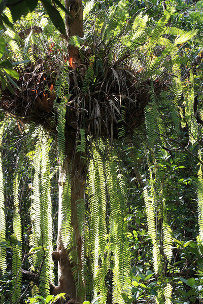 Папоротники (Ferns). Daintree National Park.