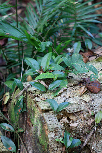 Хойя южная (Hoya australis) в качестве опоры предпочитает мангровым деревьям камни и мертвую древесину.