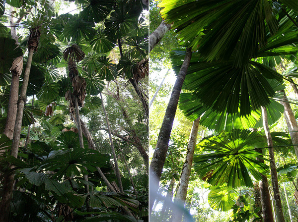 Australian Fan Palm (Licuala ramsayi) - эффектное растение с крупными круглыми листьями, по форме напоминающими бытовые вентиляторы.