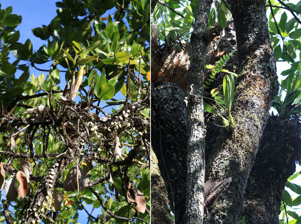 На ветках мангровых деревьев протекает своя жизнь. Высокая влажность и обилие света создают благоприятную "почву" для роста различных представителей семейства Орхидные (Orchidaceae).