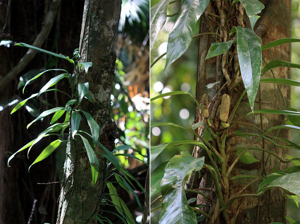 Рафидофора австралазийская (Rhaphidophora australasica) - один из немногих представителей семейства Ароидные (Araceae) в тропических лесах Австралии. Эта крупная лиана является эндемиком Северо-Восточного побережья материка. Встречается здесь повсеместно и регулярно цветет и плодоносит.