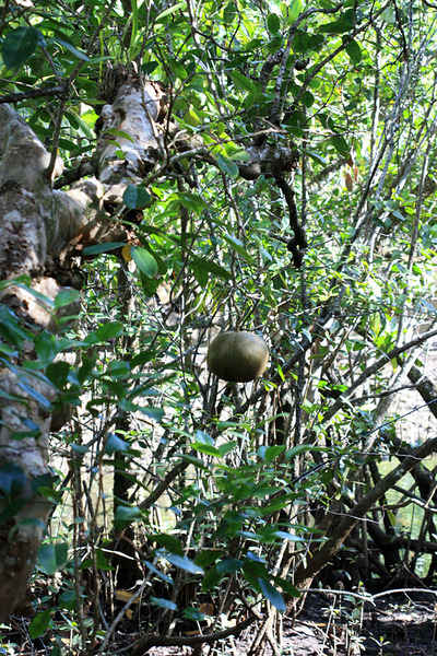 Ксилокарпус гранатовый (Xylocarpus granatum). Я не имею большого опыта в определении мангров, но в данном случае это стало возможным благодаря наличию характерных для данного вида крупных плодов.