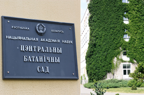 Ботанический сад в Минске курирует Национальная академия наук. Девичий виноград (Parthenocissus) полностью завладел пятиэтажным домом.