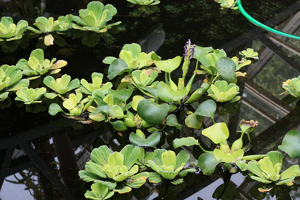 Не все знают, что водяная капуста (Pistia stratiotes) является представителем семейства Ароидные (Araceae), тем не менее, это чистая правда. В центре композиции также плавает с фиолетовым соцветием эйхорния (Eichhornia crassipes)
