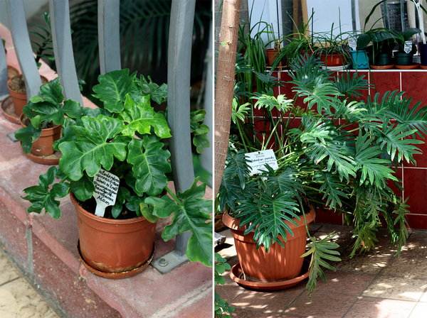 Слева - филодендрон двоякоперистый (Philodendron bipinnatifidum), справа - филодендрон Ксанаду (Philodendron xanadu). Бипиннатифидум представлен в ювенильном размере. Взрослые экземпляры как и филодендрон Ксанаду способны достигать внушительных размеров.