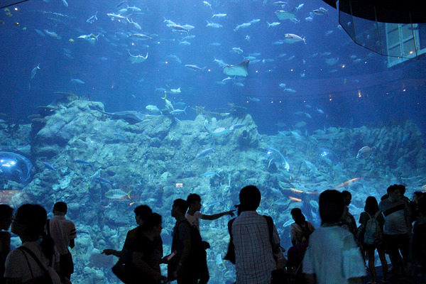 Океанариум в развлекательном комплексе "Ocean Park" в Гонконге.