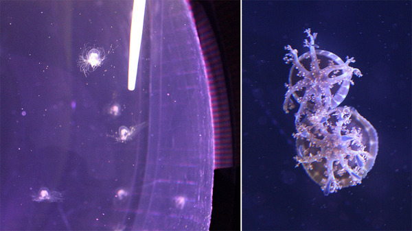 Кормление маленьких обитателей Японского моря - медуз Nemopsis dofleini. Справа более крупные представители - Cassiopeia sp.