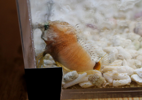 Рамфокотта (Rhamphocottus richardsonii) - холодноводная рыба. Встречается на глубинах до 165 м. Sendai Uminomori Aquarium
