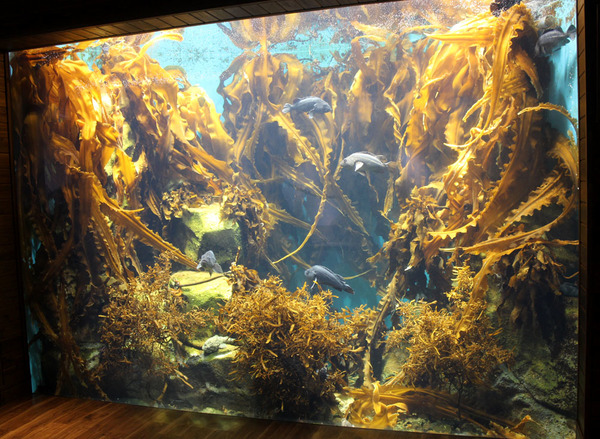 Биотопный аквариум с ламинарией японской (Saccharina japonica). В Японии и Корее эта морская водоросль используется местным населением в пищу.