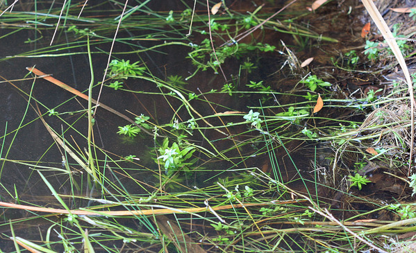 Среди водных растений в луже преобладала Лимнофила ароматная (Limnophila aromatica). Queensland, Australia.