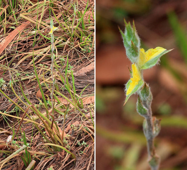 На пересохших участках дна цветет филидрум шерстистый (Philydrum lanuginosum). Это болотное растение широко распространено на севере Австралии.