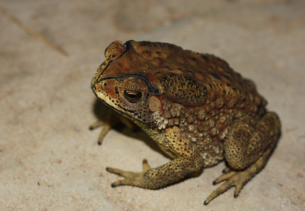 Дикая чернорубцовая жаба (Duttaphrynus melanostictus). Слышать такое словосочетание не совсем привычно, поскольку эту амфибию уже многие годы содержат в своих домах террариумисты. Чернорубцовая жаба является простым в содержании животным, и может быть рекомендована начинающим любителям.
