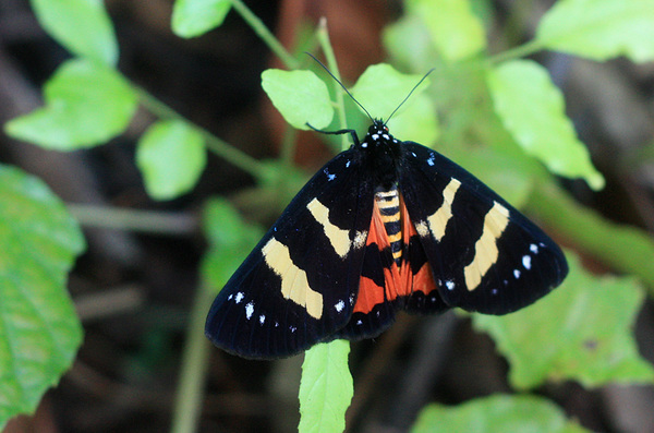 Episteme vetula - широкораспространенная во Вьетнаме бабочка. Трудно сказать насколько часто мы ее встречали во время своего путеществия, потому что окраску стремительно пархающих бабочек рассмотреть не просто.
