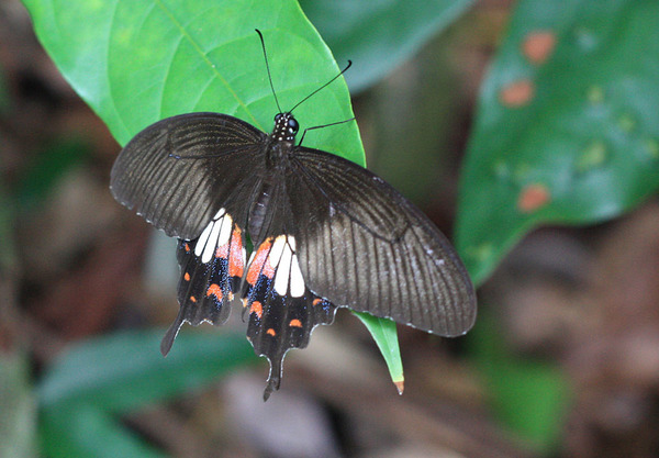 Papilio polytes - представитель семейства парусников (Papilionidae). В целом семейство этих одних из самых крупных и красивых бабочек Земного шара насчитывает 32 рода.