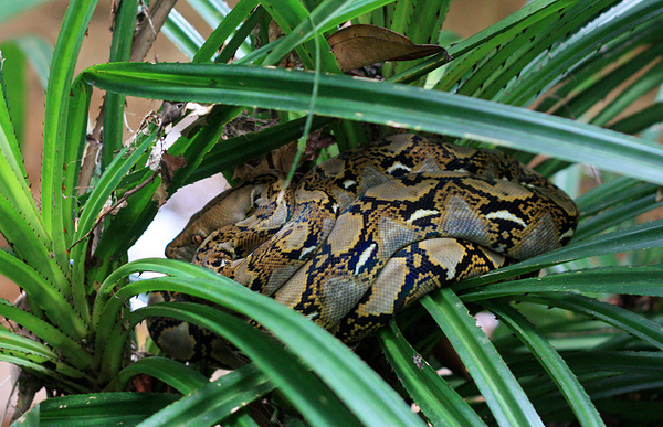 Сетчатый питон (Python reticulatus) в "кроне" пандануса на берегу реки. Phu Quoc.