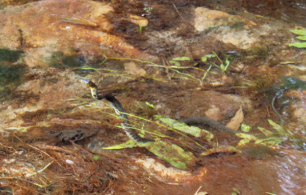 Уж-рыболов Шнайдера (Xenochrophis piscator) в ручье с барклайей длиннолистной (Barclaya longifolia). Как и большинство ужей, змея способна очень быстро перемещаться по воде и зарываться в ил.