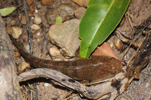 Одну и туже экологическую нишу с петушками занимают другие представители лабиринтовых - змееголовы (Channa sp.).
