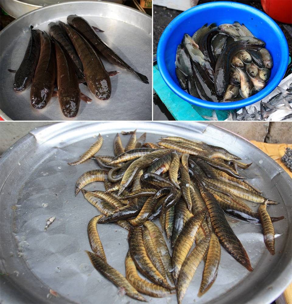 Центральный рыбный рынок острова Фукуок изобилует различными пресноводными изысками на "любой вкус". Гдесь вы можете встретить и приобрести себе на ужин анабасов, змееголовов и даже макрогнатусов кофейных (Macrognathus circumcinctus).