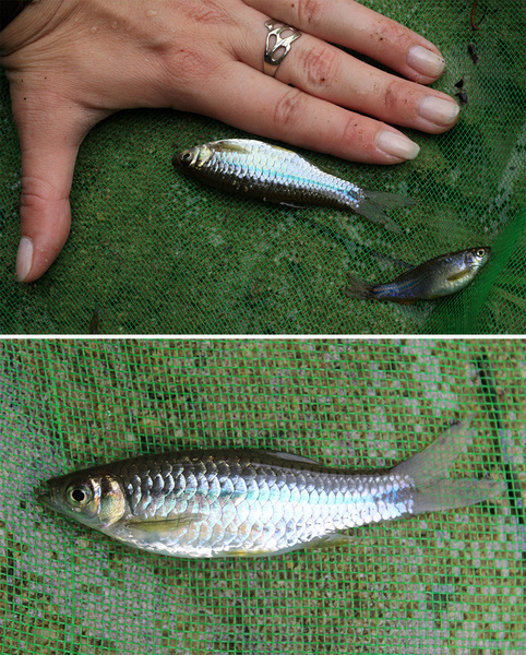 Rasbora paviana - симпатичная рыбка с яркой синей полосой вдоль боковой линии. Достигает достаточно крупных размеров (до 12 см в длинну).