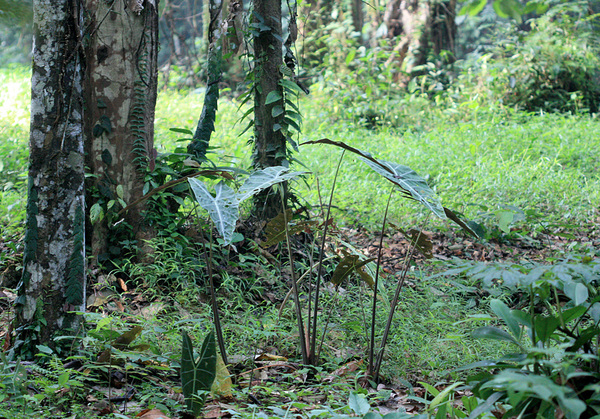 Алоказия длиннолопастная (Alocasia longiloba). Эта алоказия широко распространена не только в материковой части Малайзии, но и в островных штатах Сабах и Саравак.