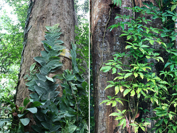 Плетущиеся лианы: рафидофора Кортальса (Rhaphidophora korthalsii, слева) и сингониум ножколистный (Syngonium podophyllum, справа). Азиат и Американец вполне себе сносно сосуществуют в одном малазийском лесу.