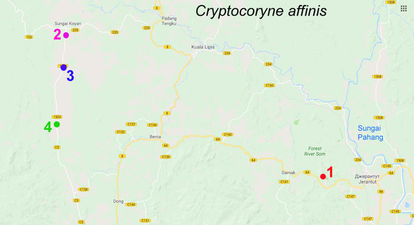 Карта с расположением исследованных биотопов криптокорины родственной (Cryptocoryne affinis). Биотоп 1 располагается на участке девственных лесов, остальные - в районе плантаций масличных пальм. 