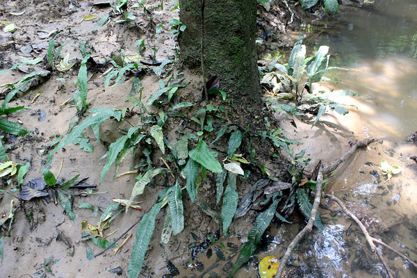 Вот так растет в природе тайландский папоротник (Microsorum pteropus): вовсе не как мы привыкли его видеть в аквариуме, прирощенным на коряги, а по простому - на песчаном берегу.