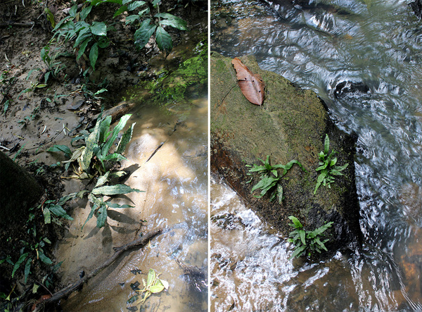 Тайландский папоротник (Microsorum pteropus) на камне посреди бурного ручья - скорее исключение, чем правило.