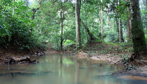 Берега и воды одного из притоков реки Паханг (Sungai Pahang) приютили у себя множество разнообразных растений семейства Ароидные (Araceae).