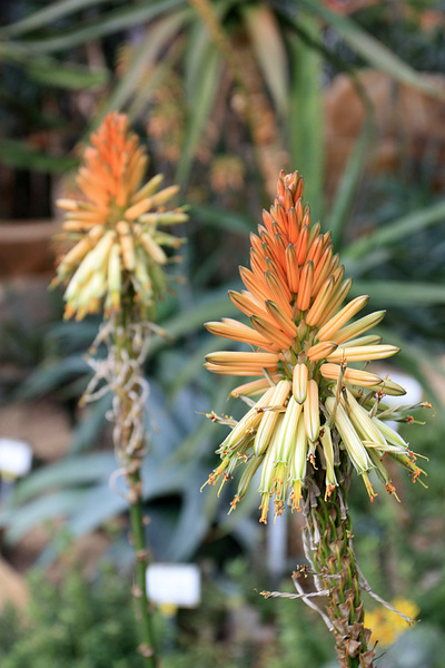 Причудливые соцветия Алоэ (Aloe vanbalenii).