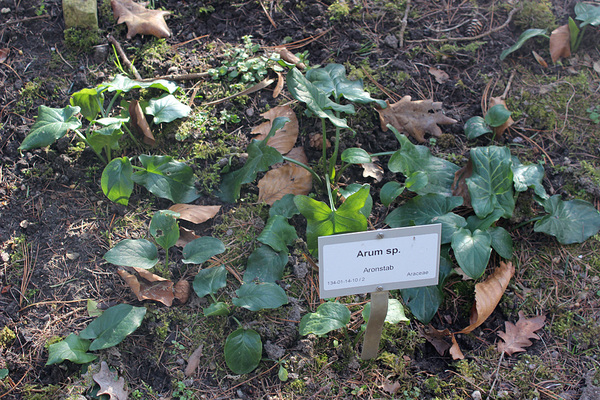 Завершает ароидный калейдоскоп коллекции Берлинского ботанического сада зимостойкий Аронник (Arum sp.).