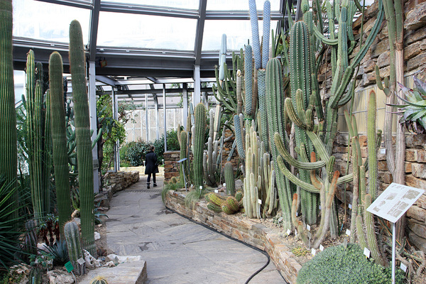 Экспозиция обитателей засушливых регионов Планеты - кактусов. Berlin-Dahlem Botanical Garden.